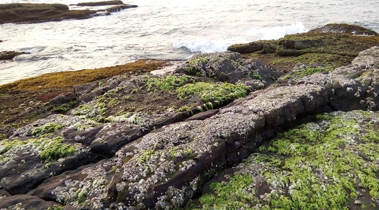 rock garden near villa